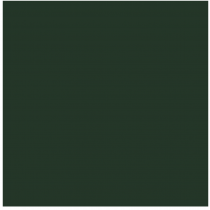 Conifer